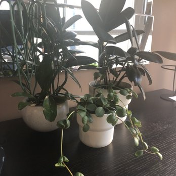 Tiny Flower - Hoya Pubicalyx, Peperomia Hope, Rubber Plant. Purchased in the past year (grew quite a bit). Pots are my own. - Two potted houseplants with dark green, glossy leaves are positioned on a dark wooden table near a window. The plant on the left has elongated, oval-shaped leaves, while the one on the right has rounder, smaller leaves with trailing stems. The window behind them allows natural light to illuminate the plants, and a lamp is visible in the background. The setting appears to be indoors, possibly in an office or living space. - Florists Near Me - Toronto, Ontario