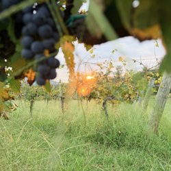 Fallen Tree Vineyard