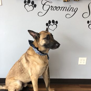 ibark grooming salon