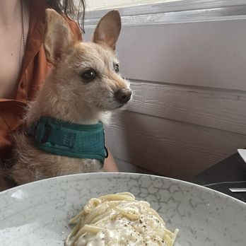Sogno Wheaton - Cacio E Pepe - A small dog wearing a teal harness is seated near a plate of spaghetti with cream sauce, in a restaurant setting. - Italian Near Me - Wheaton, Illinois