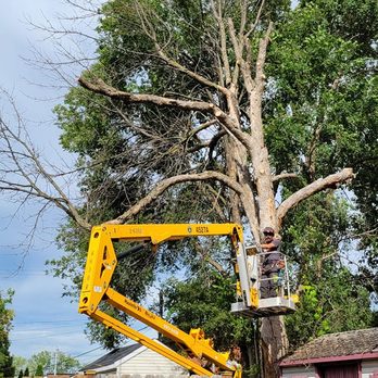Arbre KBT Élagage, émondage et abattage d’arbre - Tree Services Near Me - Rosemère, Quebec