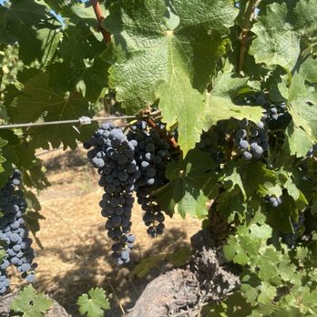 HALL Wines - Wineries Near Me - Saint Helena, California HALL Wines - Wineries Near Me - Saint Helena, California
