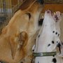 Photo of Housebound Hounds
