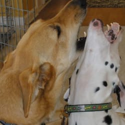 Housebound Hounds