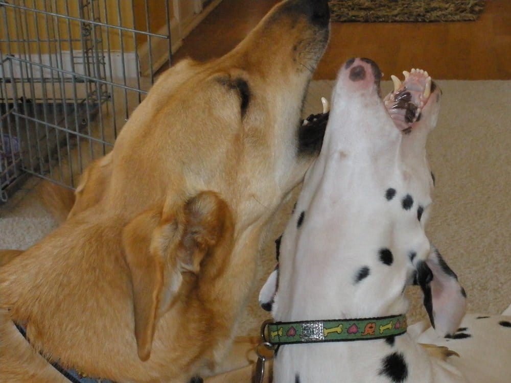 HOUSEBOUND HOUNDS Updated October 2024 Omaha, Nebraska Dog Walkers Phone Number Yelp