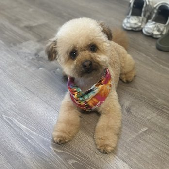 Tailored Tails Grooming - Pet Groomers Near Me - Foster City, California Tailored Tails Grooming - Pet Groomers Near Me - Foster City, California
