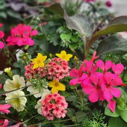 Motman's Greenhouses