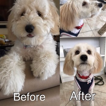PetSmart - Before and After - Pet Training Near Me - Fountain Valley, California PetSmart - Before and After - Pet Training Near Me - Fountain Valley, California