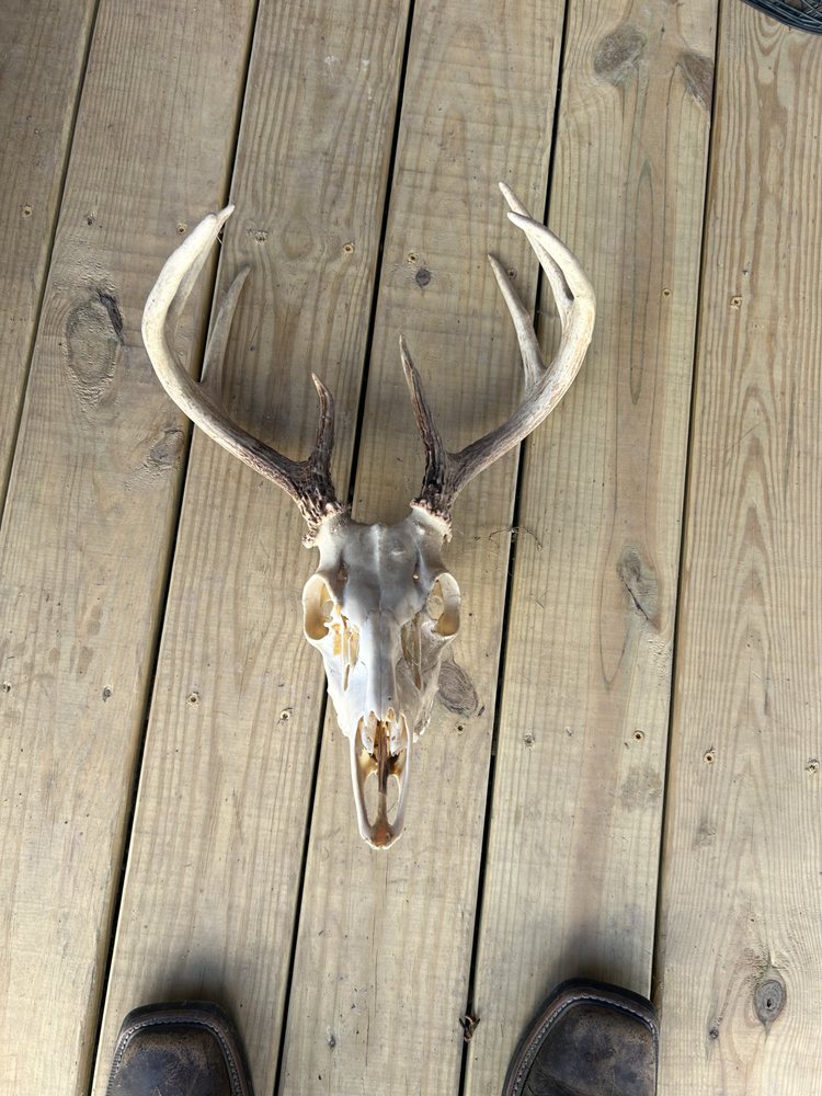 Blazers Skull Works - taxidermy in LaFayette, GA