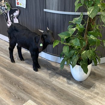 Apogee Animal Health - Millie!! - Veterinarians Near Me - Sabetha, Kansas