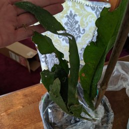 Not a single whole leaf. It looks like an animal ate it. Part was broken off. There is no way this is going to thrive. Not a single whole leaf. It looks like an animal ate it. Part was broken off. There is no way this is going to thrive.