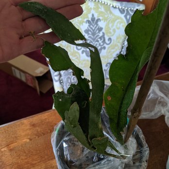 Top Tropicals - Not a single whole leaf. It looks like an animal ate it. Part was broken off. There is no way this is going to thrive. - Nurseries & Gardening Near Me - Fort Myers, Florida Top Tropicals - Not a single whole leaf. It looks like an animal ate it. Part was broken off. There is no way this is going to thrive. - Nurseries & Gardening Near Me - Fort Myers, Florida