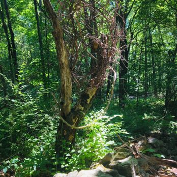 Vlei Marsh Trail - Hiking Near Me - Rhinebeck, New York Vlei Marsh Trail - Hiking Near Me - Rhinebeck, New York