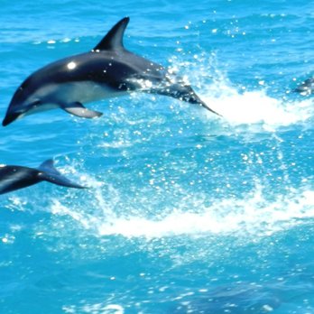 Whale watch - Whale Watching Tours Near Me - Kaikoura, CAN Whale watch - Whale Watching Tours Near Me - Kaikoura, CAN