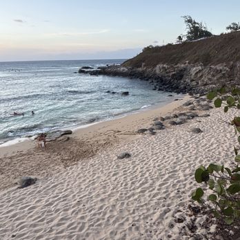 Hawaii by Storm - Sea Turtles - Tours Near Me Hawaii by Storm - Sea Turtles - Tours Near Me
