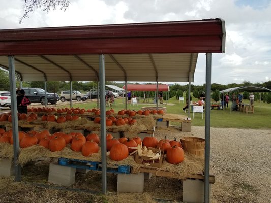 Pumpkin Patch - Join the fun at the PUMPKIN PATCH located at Pipe Creek Christmas Tree Farm on weekends!
WEEKENDS OPEN IN 2024
October 5 & 6
October 12 & 13
October 19 & 20
October 26 & 27
Hours: 11:00 AM – 5:30 PM (Gate closes at 5:00 PM)
Admission of $6.00 per person (age 2 & under – Free) includes hayride, haystack, hop ball, scarecrow dressing, visiting farm animals, large sandbox, rubber duck races, photo ops and strolling through 6000 Christmas trees. NOTE: The Pumpkin Patch activities are geared for children 10 years & under.
Purchase $1 tickets with cash or credit card ($10 minimum with credit card) American Express, Master Card, Visa & Discover.
Additional charge for:
Kiddie barrel train
Pumpkin painting
From the Snack Bar enjoy hot dogs, Frito pie, soft drinks, lemonade, marshmallows (for toasting), chips, bottled water.
Our FARMERS MARKET has your decorating needs: Pumpkins, gourdes, Indian corn, corn stalks.
The Pipe Creek Pumpkin Patch and Christmas Tree Farm is located at 805 Phils Road, in Pipe Creek, Texas. The Pipe Creek Pumpkin Patch started in 2010 and is owned and operated by the same people who have run the Pipe Creek Christmas Tree Farm since 1994. The Pumpkin Patch is located at the Christmas tree Farm in the beautiful Hill Country near Bandera. The drive is only 30 minutes from NW San Antonio and 20 minutes from Boerne.
https://pipecreekpumpkinpatch.com/ Pumpkin Patch - Join the fun at the PUMPKIN PATCH located at Pipe Creek Christmas Tree Farm on weekends!
WEEKENDS OPEN IN 2024
October 5 & 6
October 12 & 13
October 19 & 20
October 26 & 27
Hours: 11:00 AM – 5:30 PM (Gate closes at 5:00 PM)
Admission of $6.00 per person (age 2 & under – Free) includes hayride, haystack, hop ball, scarecrow dressing, visiting farm animals, large sandbox, rubber duck races, photo ops and strolling through 6000 Christmas trees. NOTE: The Pumpkin Patch activities are geared for children 10 years & under.
Purchase $1 tickets with cash or credit card ($10 minimum with credit card) American Express, Master Card, Visa & Discover.
Additional charge for:
Kiddie barrel train
Pumpkin painting
From the Snack Bar enjoy hot dogs, Frito pie, soft drinks, lemonade, marshmallows (for toasting), chips, bottled water.
Our FARMERS MARKET has your decorating needs: Pumpkins, gourdes, Indian corn, corn stalks.
The Pipe Creek Pumpkin Patch and Christmas Tree Farm is located at 805 Phils Road, in Pipe Creek, Texas. The Pipe Creek Pumpkin Patch started in 2010 and is owned and operated by the same people who have run the Pipe Creek Christmas Tree Farm since 1994. The Pumpkin Patch is located at the Christmas tree Farm in the beautiful Hill Country near Bandera. The drive is only 30 minutes from NW San Antonio and 20 minutes from Boerne.
https://pipecreekpumpkinpatch.com/