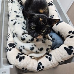 Bloor-Kipling Animal Clinic - Not amused