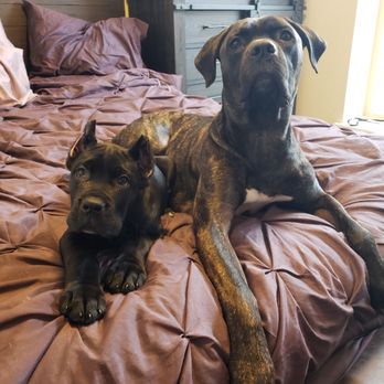 Fidecore Cane Corso - Pet Breeders Near Me Fidecore Cane Corso - Pet Breeders Near Me
