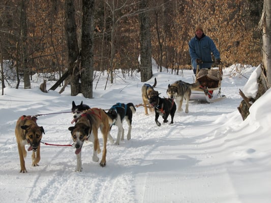 Eden Ethical Dog Sledding Experience by null