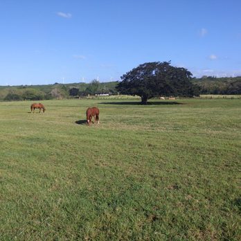 Kawailoa Ranch Company - Horseback Riding Near Me - Haleiwa, Hawaii Kawailoa Ranch Company - Horseback Riding Near Me - Haleiwa, Hawaii