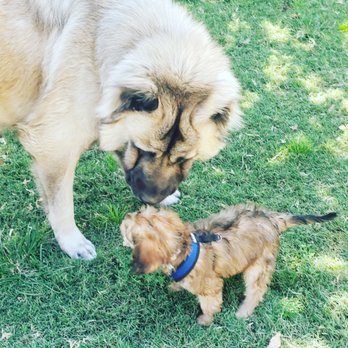 Claremont Pooch Park - Quite the attention getter - Dog Parks Near Me - Claremont, California Claremont Pooch Park - Quite the attention getter - Dog Parks Near Me - Claremont, California