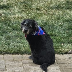 Dr Mike's Furry Friends Small Animal Hospital - My Dog Sammie
