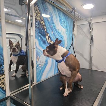 Blue Paws - First mobile pet grooming - Pet Groomers Near Me - San Fernando Valley, California