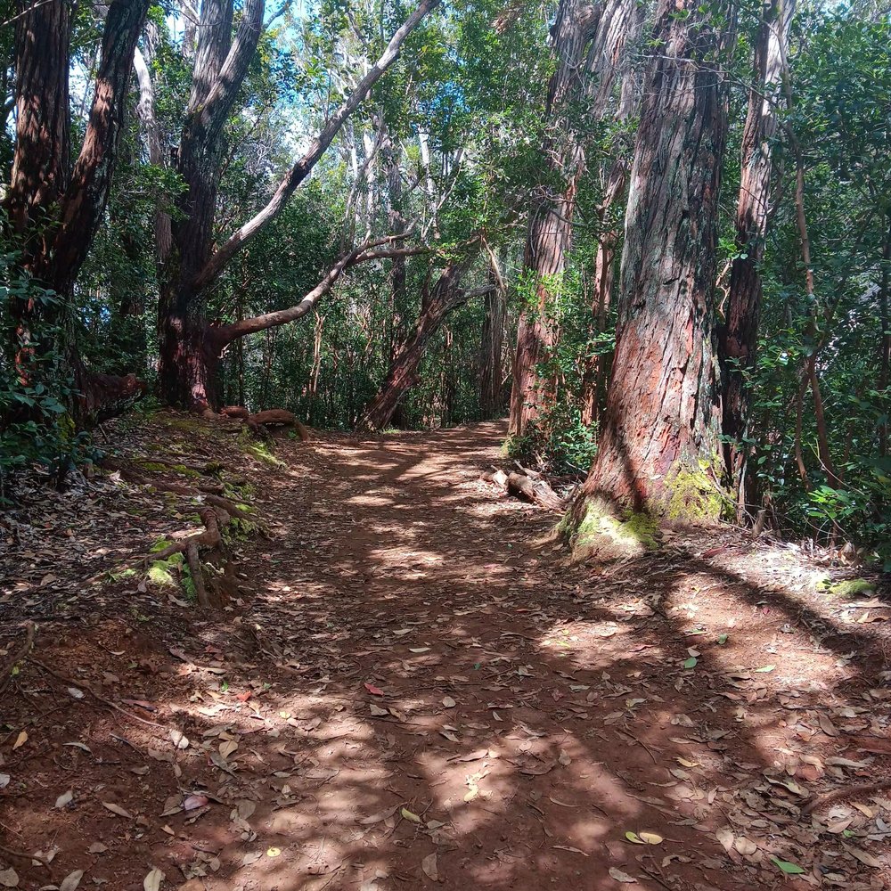 Aiea Loop Trail - Hiking Near Me - Aiea, Hawaii