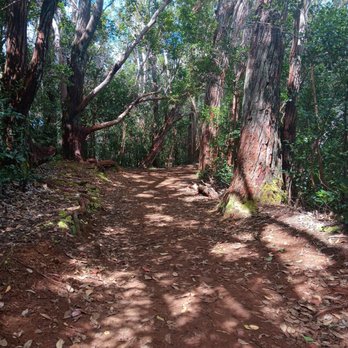 Aiea Loop Trail - Hiking Near Me - Aiea, Hawaii