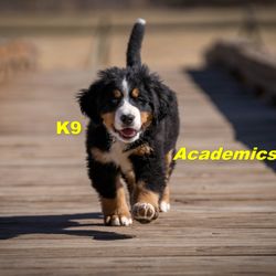 K9 Academics - K9 Academics, professional dog training with more than 40 years experience training pets, service, and working dogs.