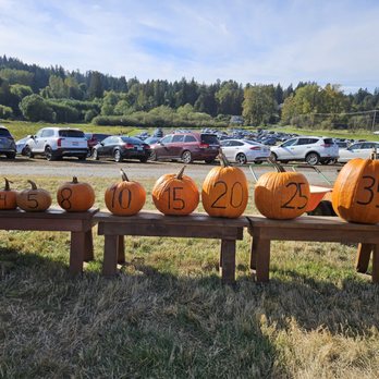 Bob's Corn & Pumpkin Farm - pumpkin pricing - Pumpkin Patches Near Me - Snohomish, Washington