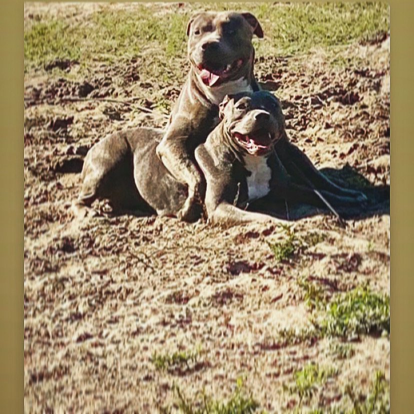 KENNEL Kissimmee, FL Yelp