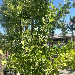 Lotus Gardens Outdoor Living Center - The tree I ended up buying