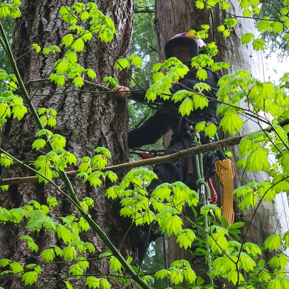 TRIPLE TREE Updated September 2024 39 Photos 44217 179th Pl SE