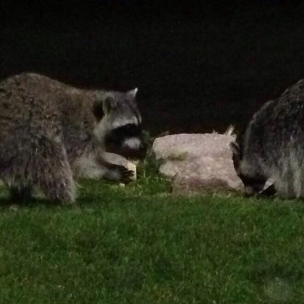 Raccoons! Raccoons!