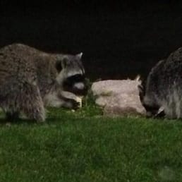 Raccoons! Raccoons!