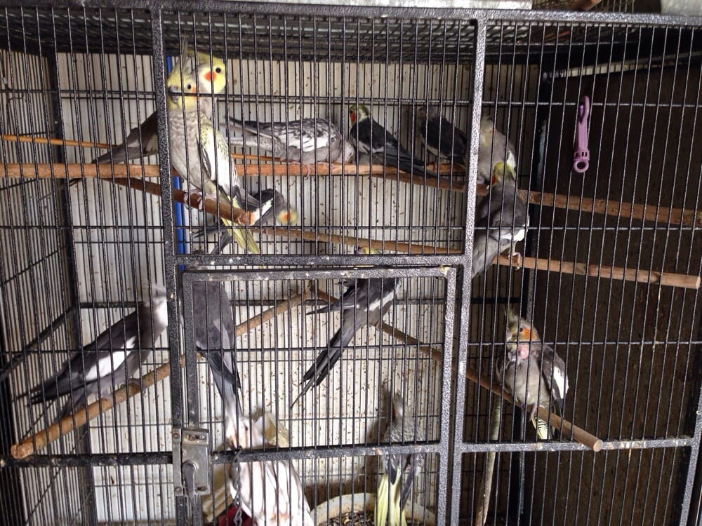 El Tigre pet shop Image