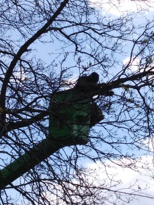 QUICK'S COMPLETE TREE SERVICE Logo