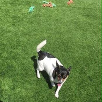 Very Important Paws - Play time on our large outdoor turf area - Pet Groomers Near Me - West Palm Beach, Florida