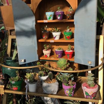 Francis's Cactus Succulents - $3-$10 each! - Nurseries & Gardening Near Me - Los Angeles, California Francis's Cactus Succulents - $3-$10 each! - Nurseries & Gardening Near Me - Los Angeles, California