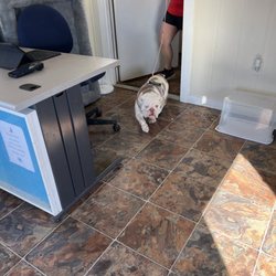 All Dogs Resort