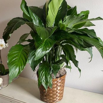 Mikells Florist - Floral Designers Near Me Mikells Florist - Floral Designers Near Me