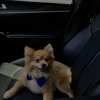Petbar - Karina did such an amazing job, she was able to do what's best for Papi's hair. Trusted her with her experience and the results are there. - Pet Groomers Near Me - Houston, Texas Petbar - Karina did such an amazing job, she was able to do what's best for Papi's hair. Trusted her with her experience and the results are there. - Pet Groomers Near Me - Houston, Texas