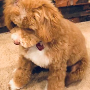 The Yuppy Puppy - She's so fluffy and soft! My three year old nephew asked if she was real because she feels like a stuffed animal. - Pet Groomers Near Me - Spokane, Washington