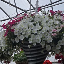 Homestead Country Market