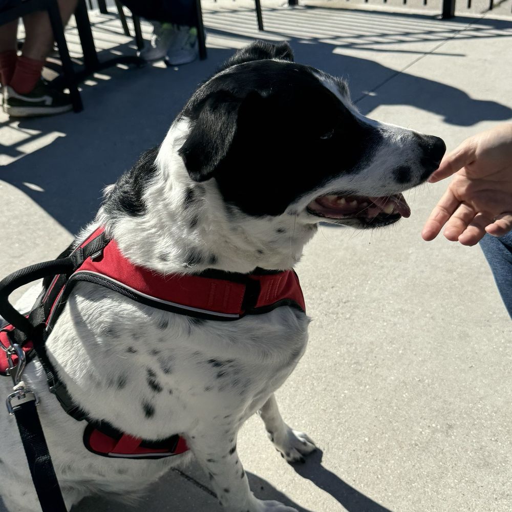 Vicious Biscuit - Dog friendly patio - Breakfast & Brunch Near Me - Neptune Beach, Florida