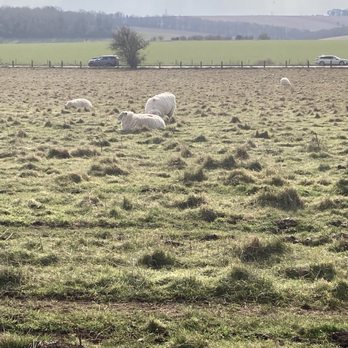 Stonehenge - Sheep near Stonehenge - Landmarks & Historical Buildings Near Me - Amesbury, WIL
