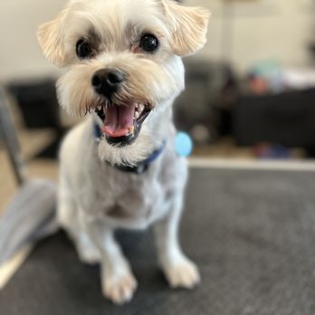 Punky Paws Grooming - Pet Groomers Near Me - Portland, Oregon Punky Paws Grooming - Pet Groomers Near Me - Portland, Oregon