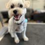 Photo of Punky Paws Grooming