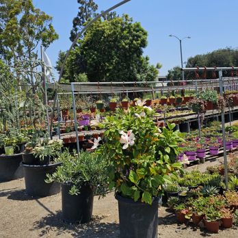 Ramirez Growers - Nurseries & Gardening Near Me - Cerritos, California Ramirez Growers - Nurseries & Gardening Near Me - Cerritos, California